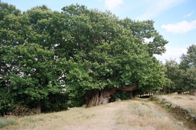 Castaño de Pumbariños