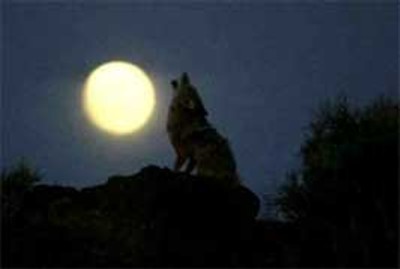 Hombre lobo
